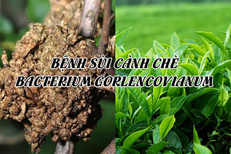 Bệnh sùi cành chè-Bacterium gorlencovianum